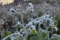 Băng giá phủ trắng cao nguyên đá Đồng Văn và Y Tý trong đợt rét đậm