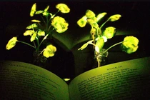 Cây phát sáng sẽ thay thế bóng đèn trong tương lai 