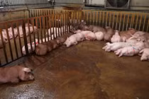 Bên trong cơ sở giết mổ heo bệnh. Ảnh nguoilaodong