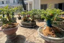 Góc nhìn pháp lý vụ tịch thu 42 cây mai vàng ở Côn Đảo 