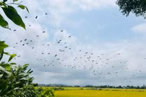 Hàng trăm con cò nhạn bỗng xuất hiện bay rợp trời ở Huế