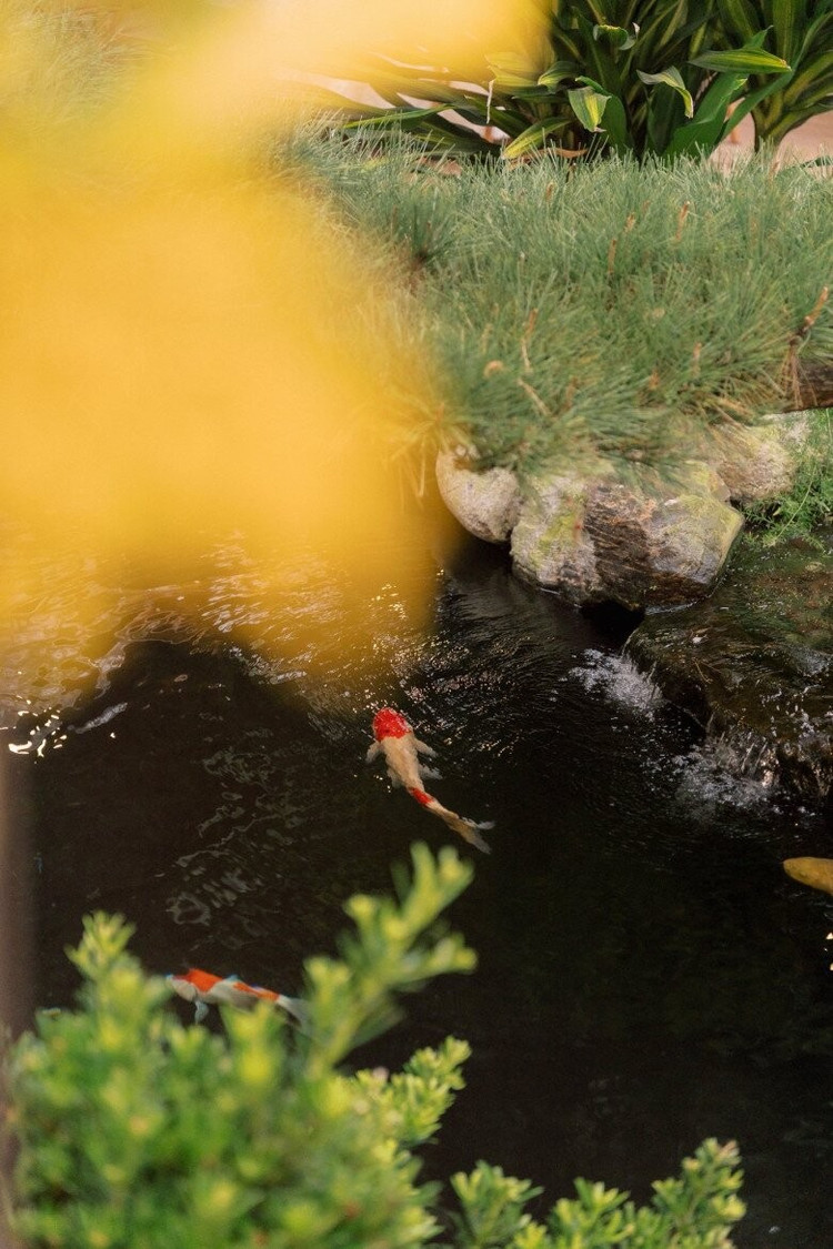 Điểm nhấn trong khuôn viên biệt thự là hồ cá Koi, xung quanh trồng nhiều cây cảnh nhỏ. Ảnh: FBNV