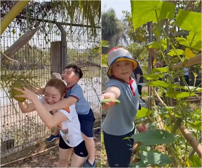 Bên cạnh các loại rau hữu cơ, nhiều cây ăn trái như mít, dừa đang vào mùa trĩu quả. Ảnh chụp màn hình