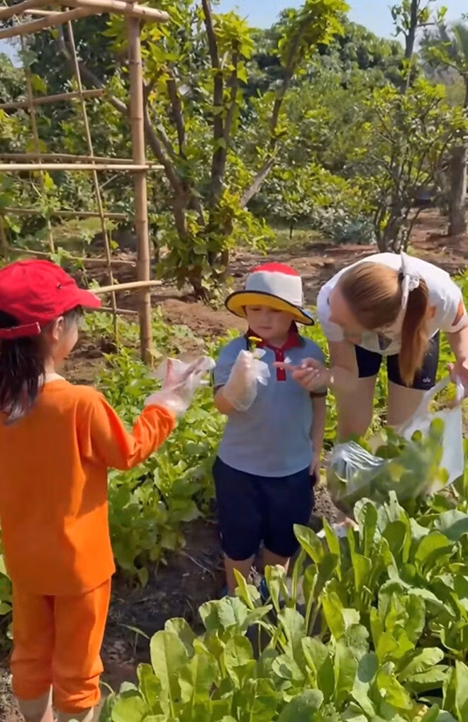 Nông sản hữu cơ bao gồm rau cải, củ cải trắng, rau dền, rau muống, mồng tơi, dưa leo...Ảnh chụp màn hình