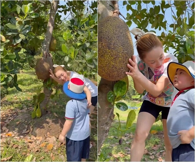 Trái mít to, lủng lẳng dưới gốc cây. Ảnh chụp màn hình