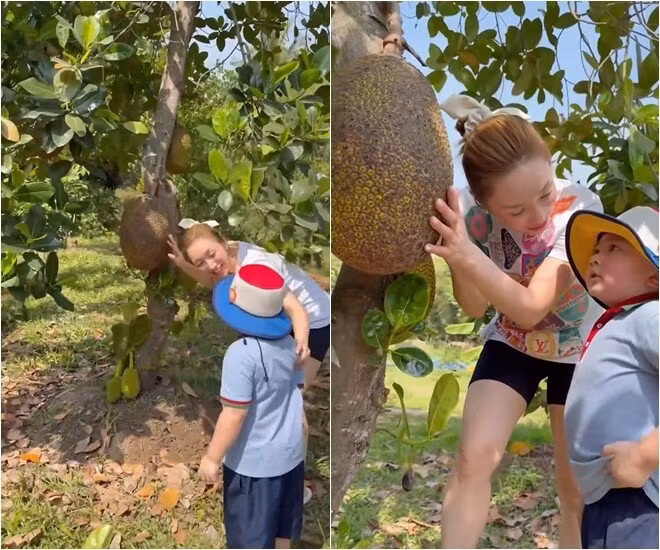 Trái mít to, lủng lẳng dưới gốc cây. Ảnh chụp màn hình