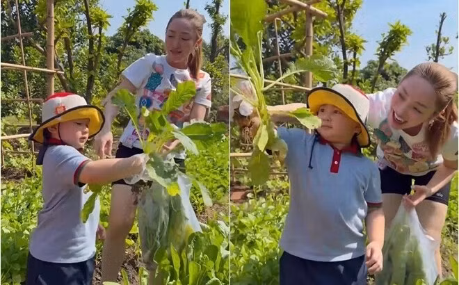 Tận dụng diện tích rộng rãi tại khu vực Thủ Đức (TP HCM), vợ chồng diễn viên Chi Bảo trồng khu vườn với đủ loại rau xanh và cây ăn trái. Ảnh chụp màn hình