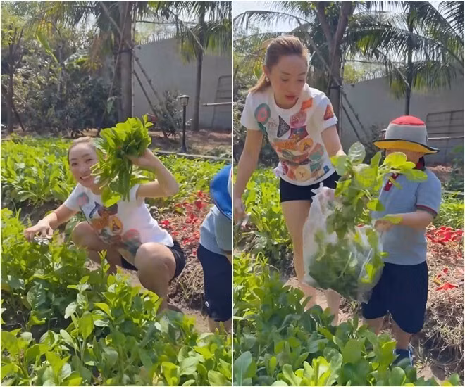 Hiện tại, gia đình Chi Bảo sống gần trung tâm thành phố để thuận tiện cho công việc và học tập. Tuy nhiên, khu vườn ở Thủ Đức vẫn được chăm sóc kỹ lưỡng nhờ sự giúp đỡ của một người bạn thân. Ảnh chụp màn hình