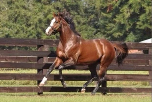 Những chú ngựa đắt giá nhất thế giới