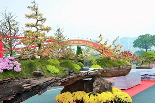 Ngăm 'siêu phẩm' mai vàng thu hút sự chú ý dịp Tết 