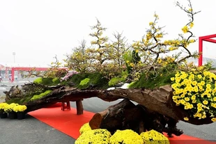 Ngắm mai vàng gần 800 triệu chào Tết Bính Ngọ 2026