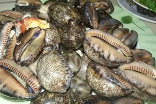 Loài ốc xưa không ai ăn nay 150.000 đồng/kg hút khách 