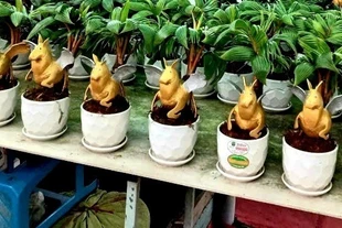 Dừa bonsai tạo hình ngựa thiên thần hút khách dịp Tết 2026