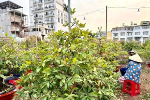 Cận Tết, người dân rủ nhau lặt lá mai kiếm thêm thu nhập