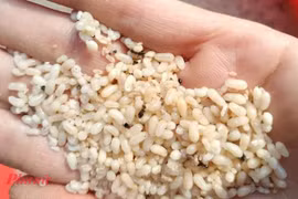 Người phụ nữ nhập viện do sốc phản vệ sau khi ăn trứng kiến