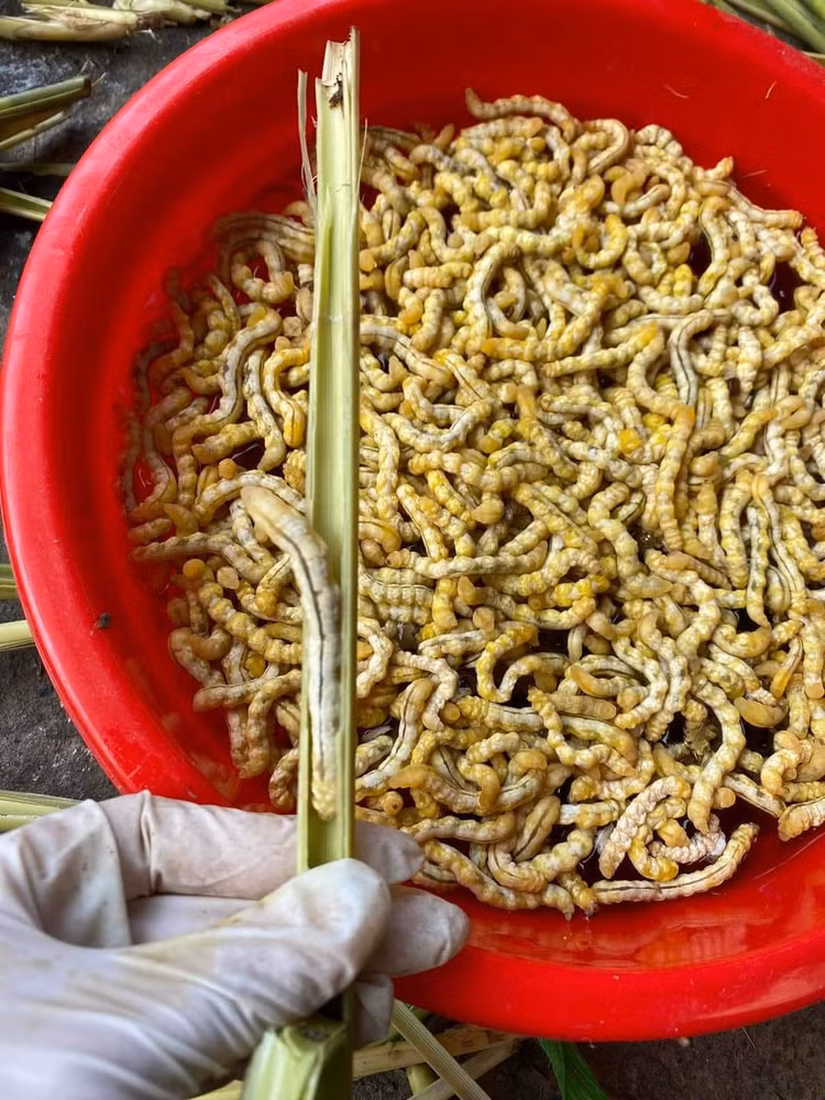 Dac san Tay Bac nhieu nguoi giat minh nhung giau dinh duong-Hinh-11