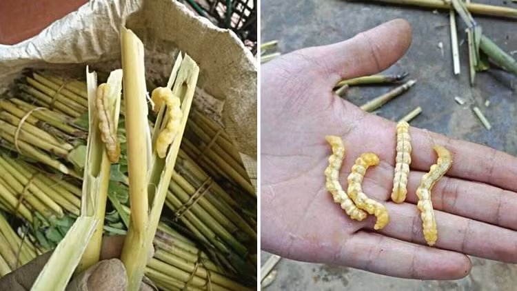 Dac san Tay Bac nhieu nguoi giat minh nhung giau dinh duong-Hinh-3