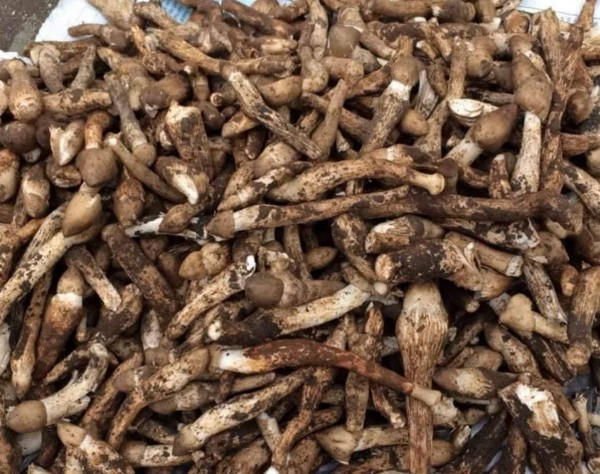 Dac san “loc troi” cuc dat do, chi xuat hien vao mua mua-Hinh-3