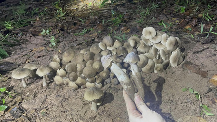 Dac san “loc troi” cuc dat do, chi xuat hien vao mua mua