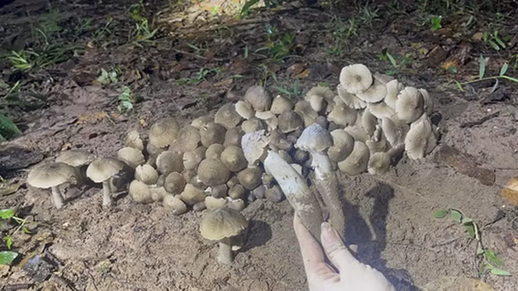 Dac san “loc troi” cuc dat do, chi xuat hien vao mua mua