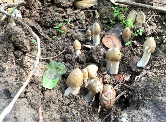 Dac san “loc troi” cuc dat do, chi xuat hien vao mua mua-Hinh-10