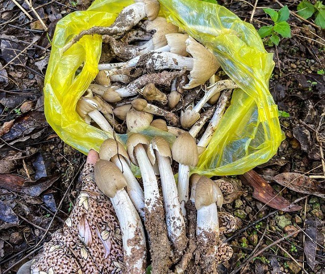 Dac san “loc troi” cuc dat do, chi xuat hien vao mua mua-Hinh-9