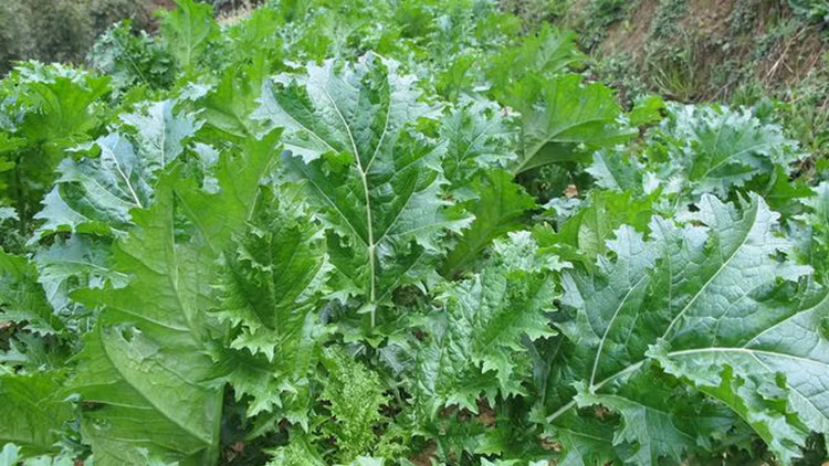 Sa Pa - thien duong am thuc voi nhung dac san ngon kho cuong-Hinh-11