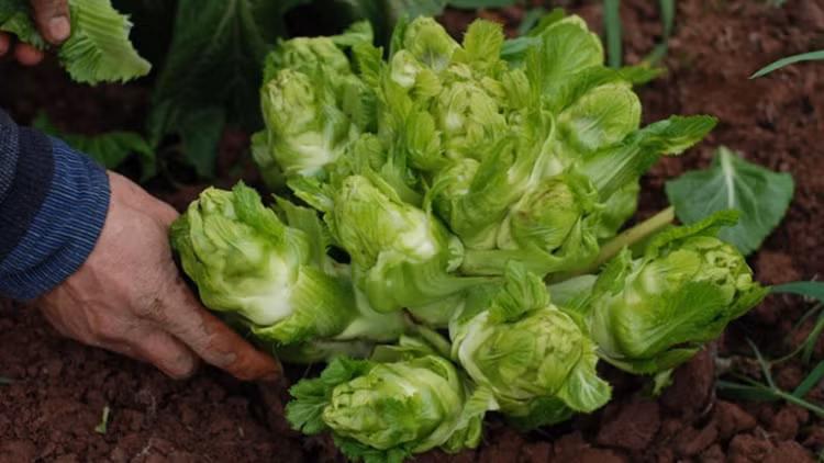 Sa Pa - thien duong am thuc voi nhung dac san ngon kho cuong-Hinh-12