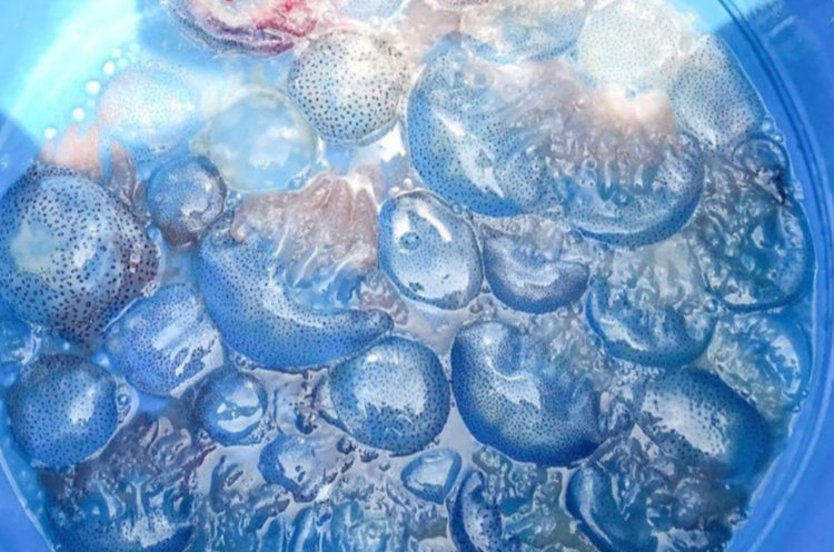 Nuoc xanh dac san xu Hue: Mon sashimi doc la mua he-Hinh-10