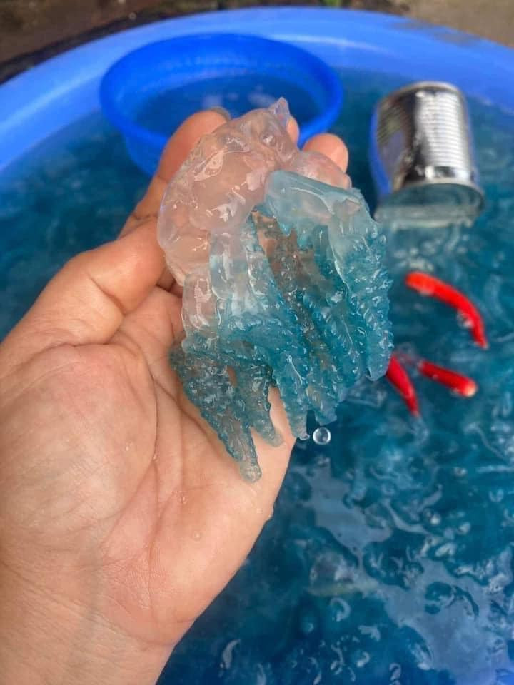 Nuoc xanh dac san xu Hue: Mon sashimi doc la mua he