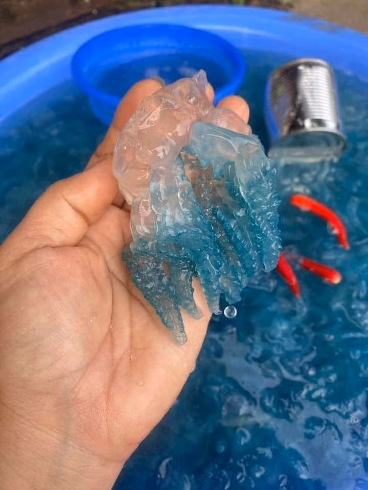 Nuoc xanh dac san xu Hue: Mon sashimi doc la mua he