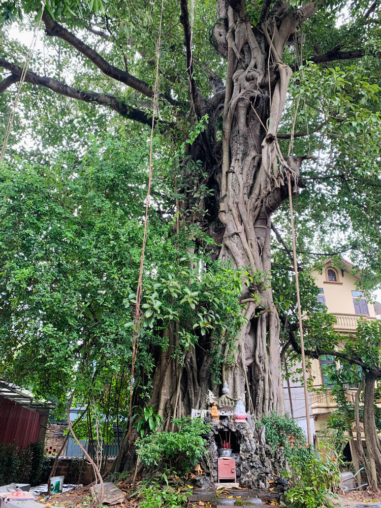 Chua Mia- ngoi chua giu ky luc nhieu tuong nghe thuat nhat Viet Nam-Hinh-10