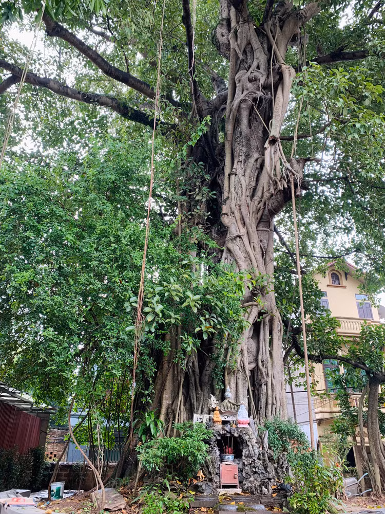 Chua Mia- ngoi chua giu ky luc nhieu tuong nghe thuat nhat Viet Nam-Hinh-10