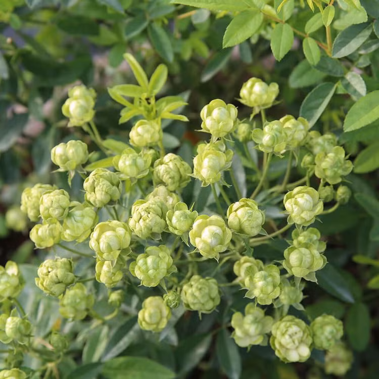 Hoa hong mau xanh la gay sot, gia moi noi mot kieu?-Hinh-2