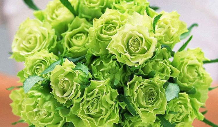 Hoa hong mau xanh la gay sot, gia moi noi mot kieu?