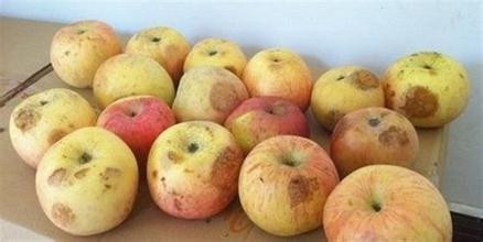 Dùng dao cắt bỏ phần dập, mốc không giúp loại bỏ độc tố trong trái cây. Ảnh: ABLW