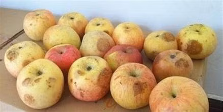 Dùng dao cắt bỏ phần dập, mốc không giúp loại bỏ độc tố trong trái cây. Ảnh: ABLW