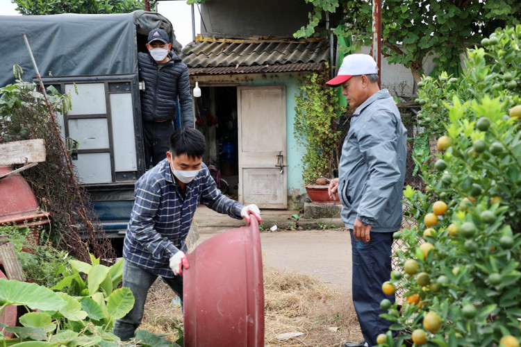 Quất cảnh Tứ Liên náo nức một mùa bội thu Quat canh Tu Lien nao nuc mot mua boi thu