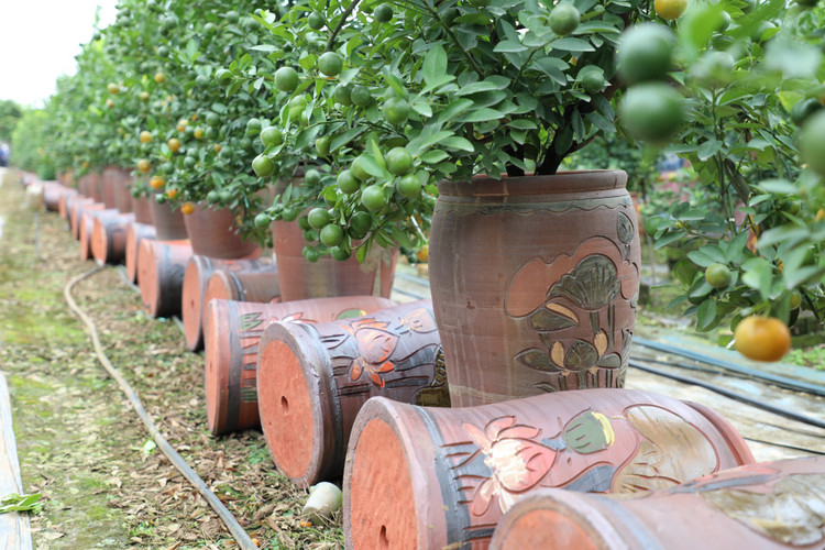 Quất cảnh Tứ Liên náo nức một mùa bội thu - Hình 6 Quat canh Tu Lien nao nuc mot mua boi thu-Hinh-6