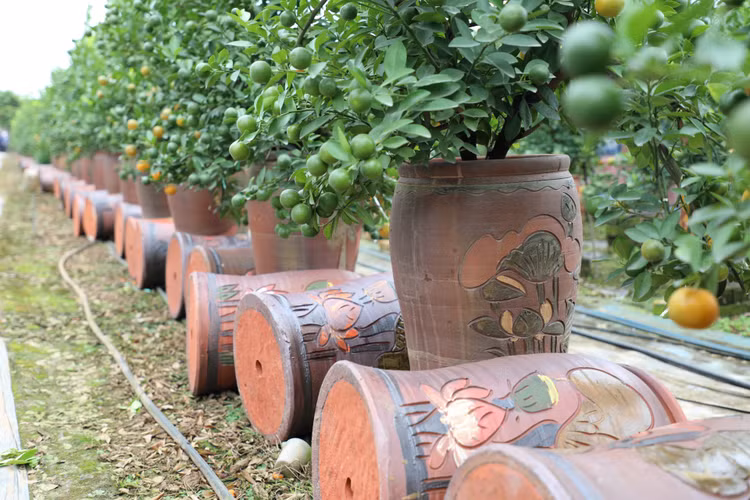 Quat canh Tu Lien nao nuc mot mua boi thu-Hinh-6