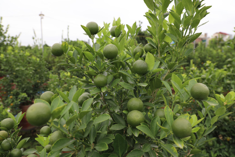 Quất cảnh Tứ Liên náo nức một mùa bội thu - Hình 3 Quat canh Tu Lien nao nuc mot mua boi thu-Hinh-3