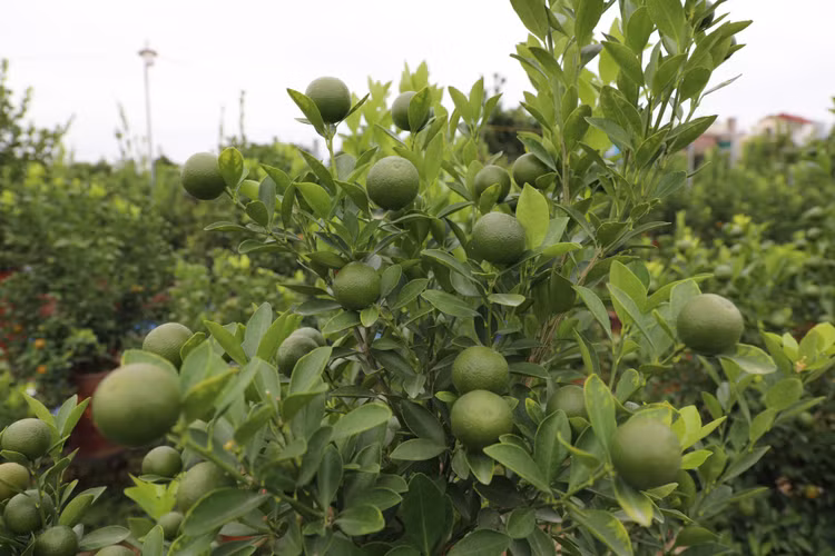 Quat canh Tu Lien nao nuc mot mua boi thu-Hinh-3