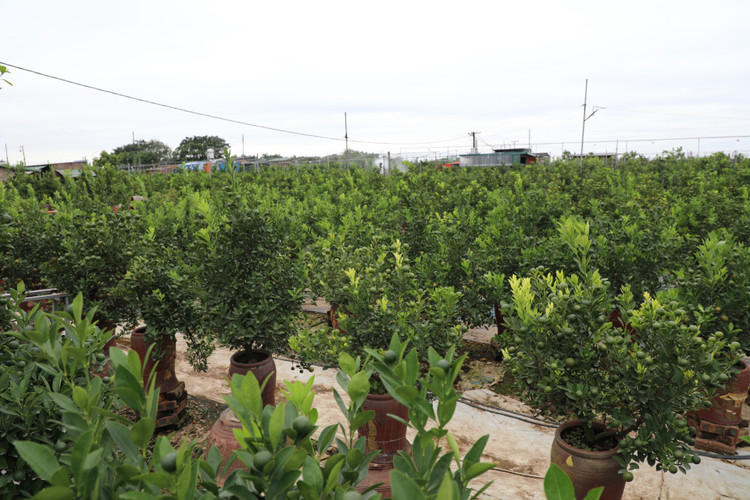 Quất cảnh Tứ Liên náo nức một mùa bội thu - Hình 4 Quat canh Tu Lien nao nuc mot mua boi thu-Hinh-4