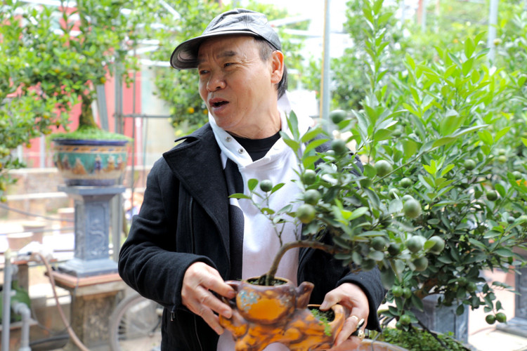 Quất cảnh Tứ Liên náo nức một mùa bội thu - Hình 9 Quat canh Tu Lien nao nuc mot mua boi thu-Hinh-9