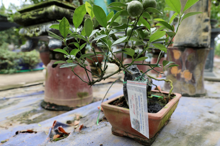 Quất cảnh Tứ Liên náo nức một mùa bội thu - Hình 10 Quat canh Tu Lien nao nuc mot mua boi thu-Hinh-10