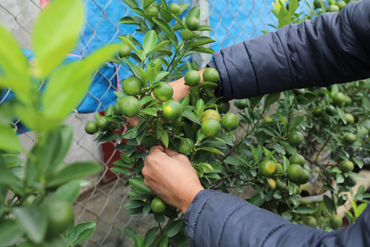 Quất cảnh Tứ Liên náo nức một mùa bội thu - Hình 5 Quat canh Tu Lien nao nuc mot mua boi thu-Hinh-5