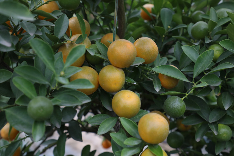 Quất cảnh Tứ Liên náo nức một mùa bội thu - Hình 11 Quat canh Tu Lien nao nuc mot mua boi thu-Hinh-11