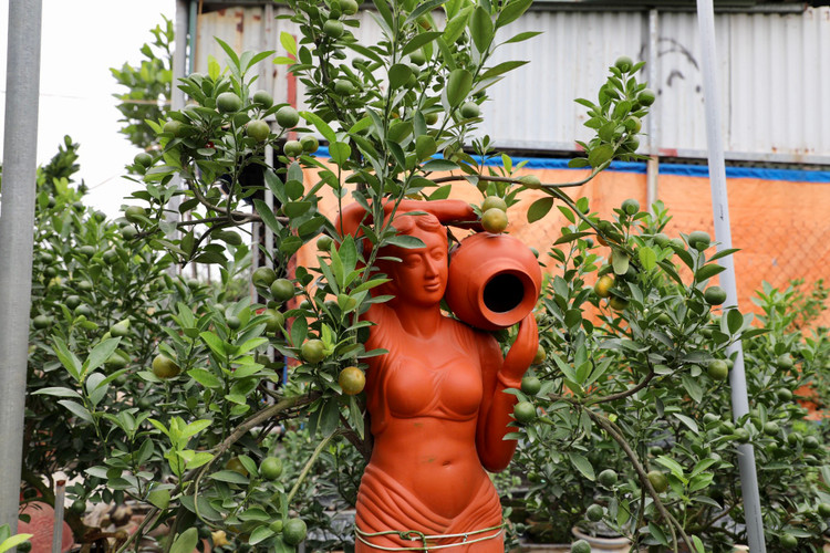 Quất cảnh Tứ Liên náo nức một mùa bội thu - Hình 8 Quat canh Tu Lien nao nuc mot mua boi thu-Hinh-8