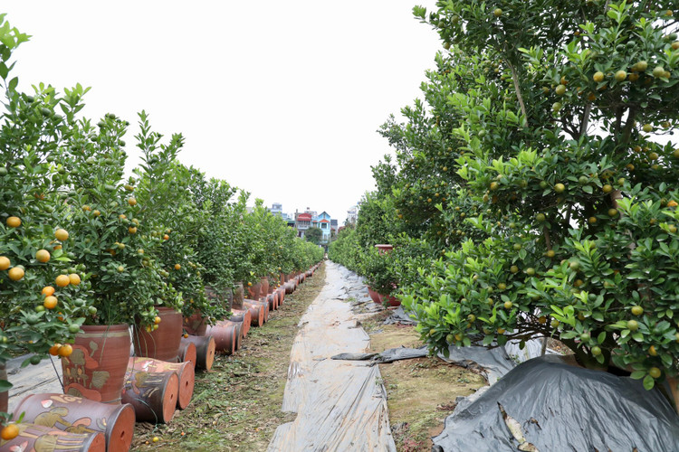 Quất cảnh Tứ Liên náo nức một mùa bội thu - Hình 2 Quat canh Tu Lien nao nuc mot mua boi thu-Hinh-2