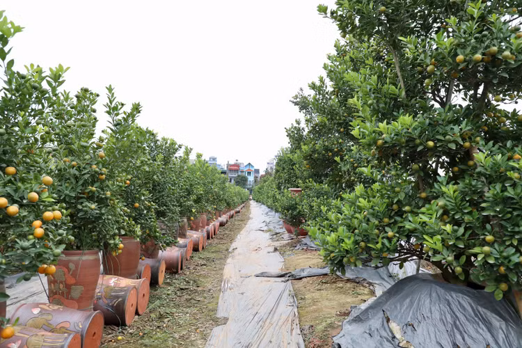 Quat canh Tu Lien nao nuc mot mua boi thu-Hinh-2